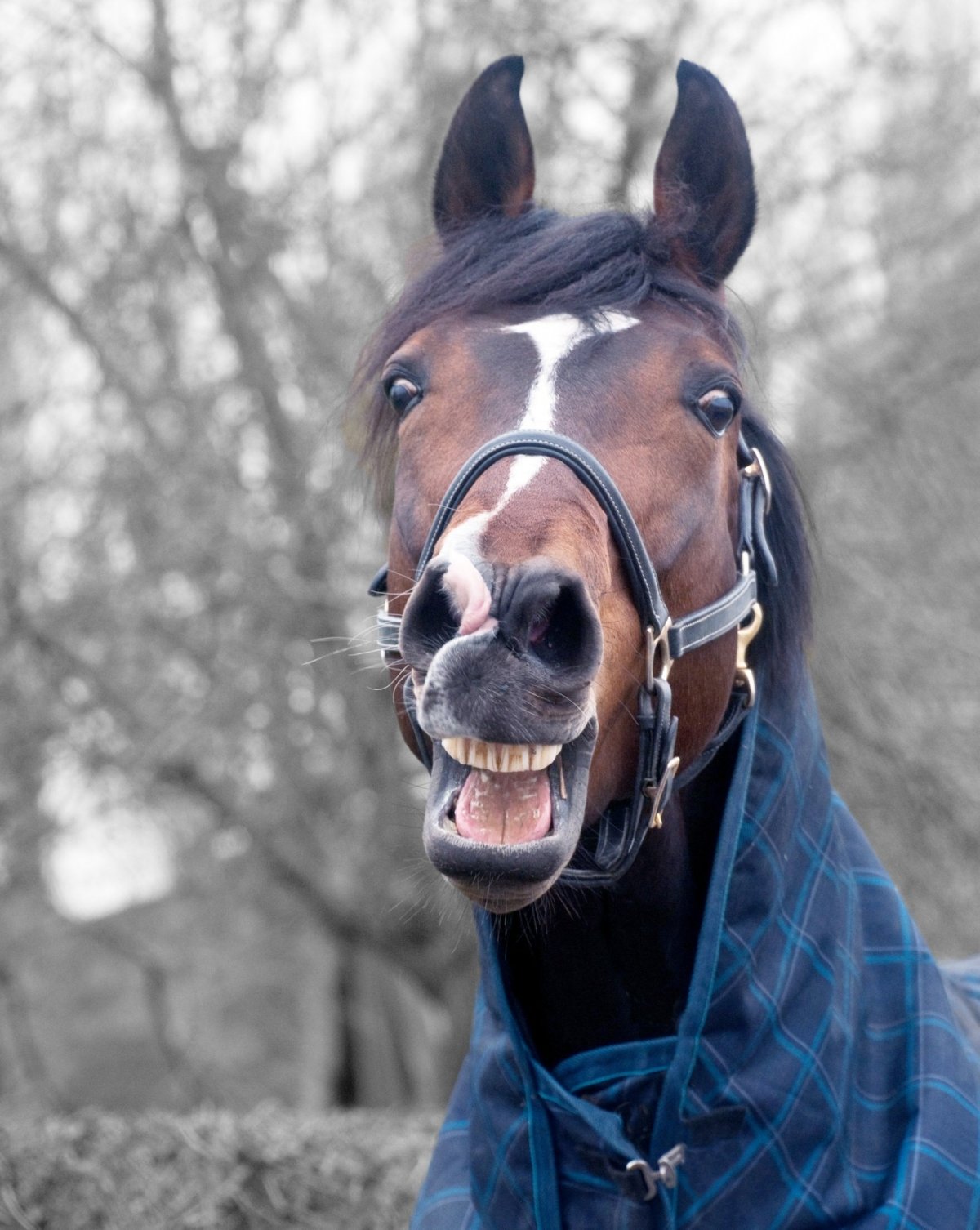 Морда лошади