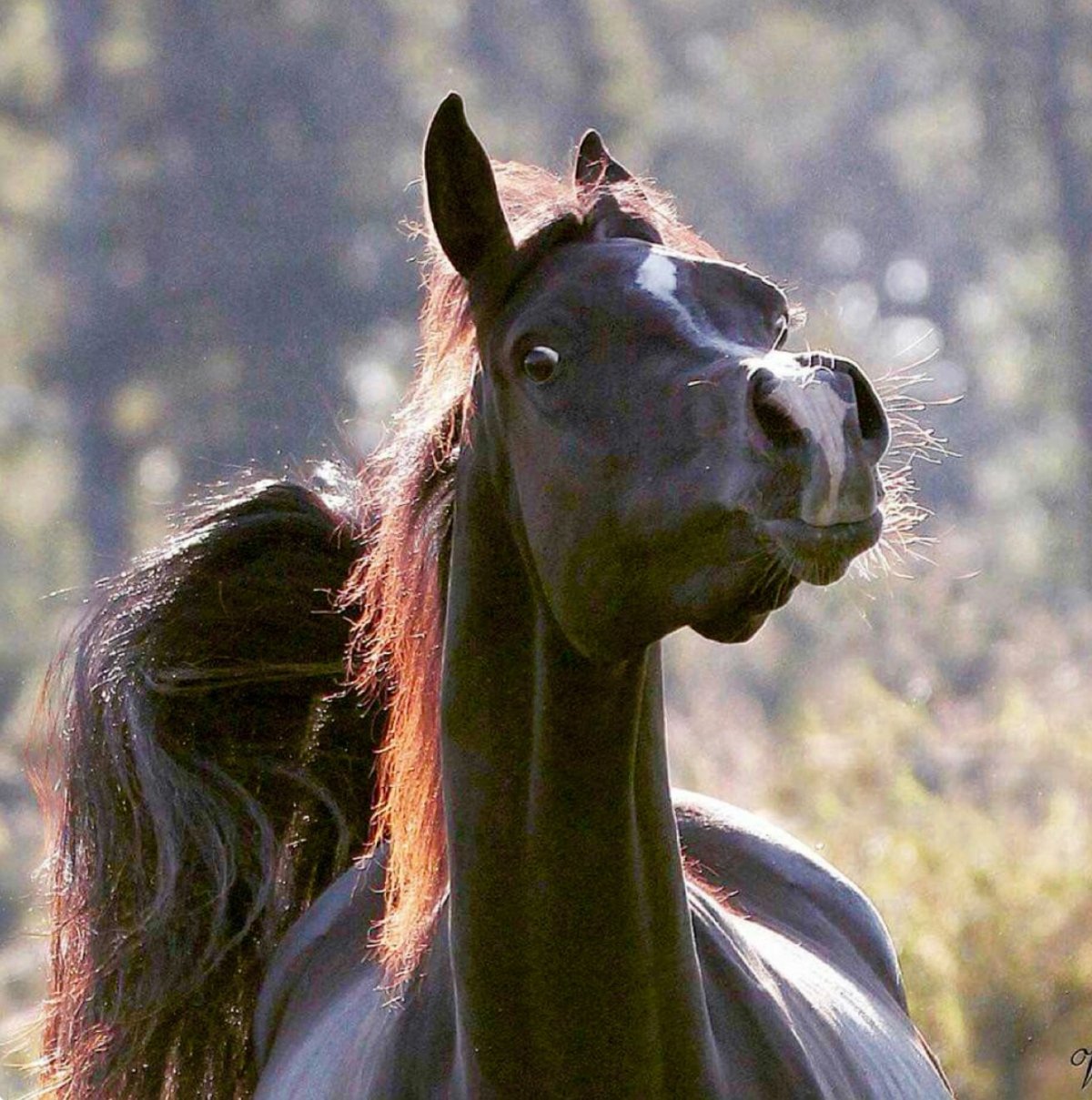 Красивые лошади мира