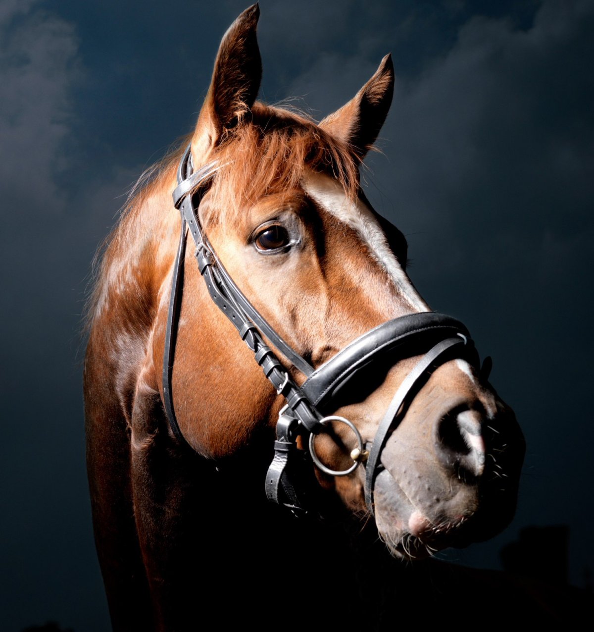 Морда лошади обои
