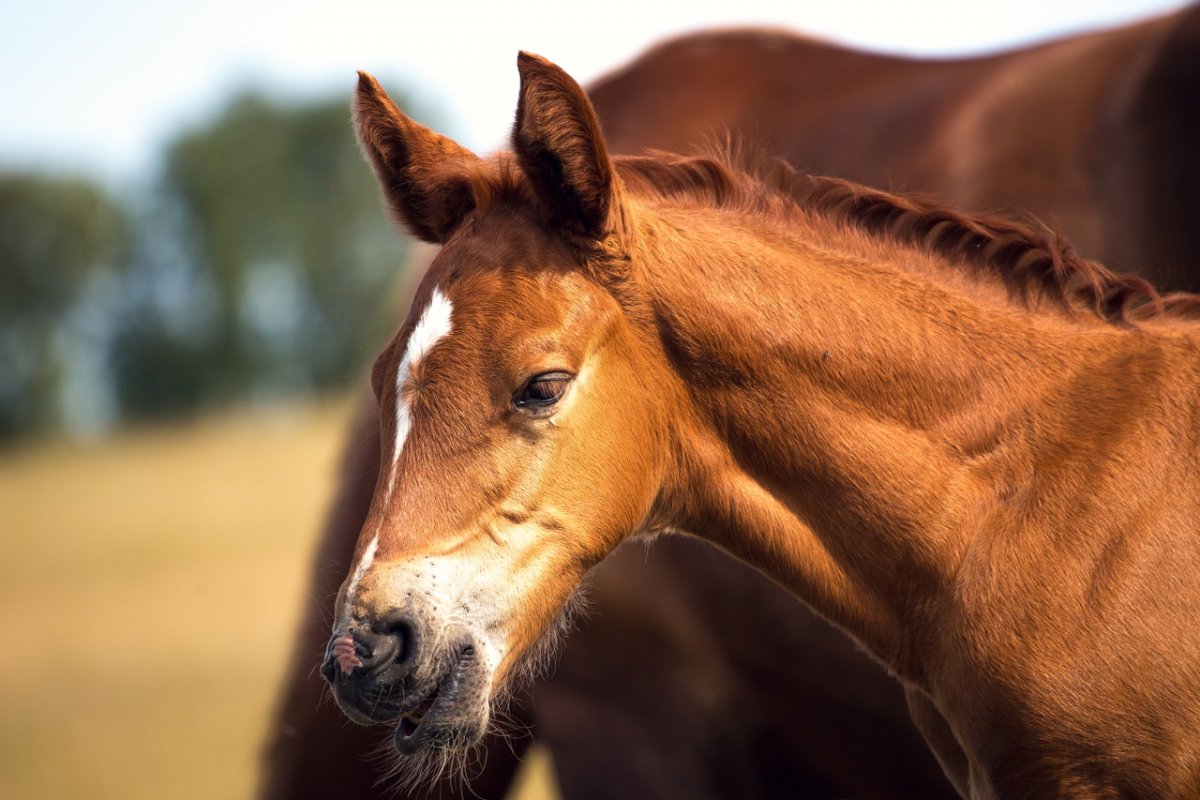 Голова лошади в ФАС