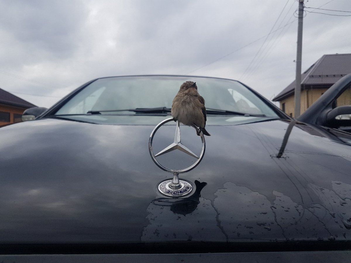 Цыпленок в машине