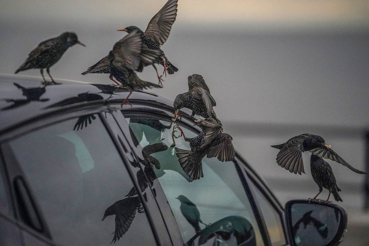 Орел на капоте автомобиля