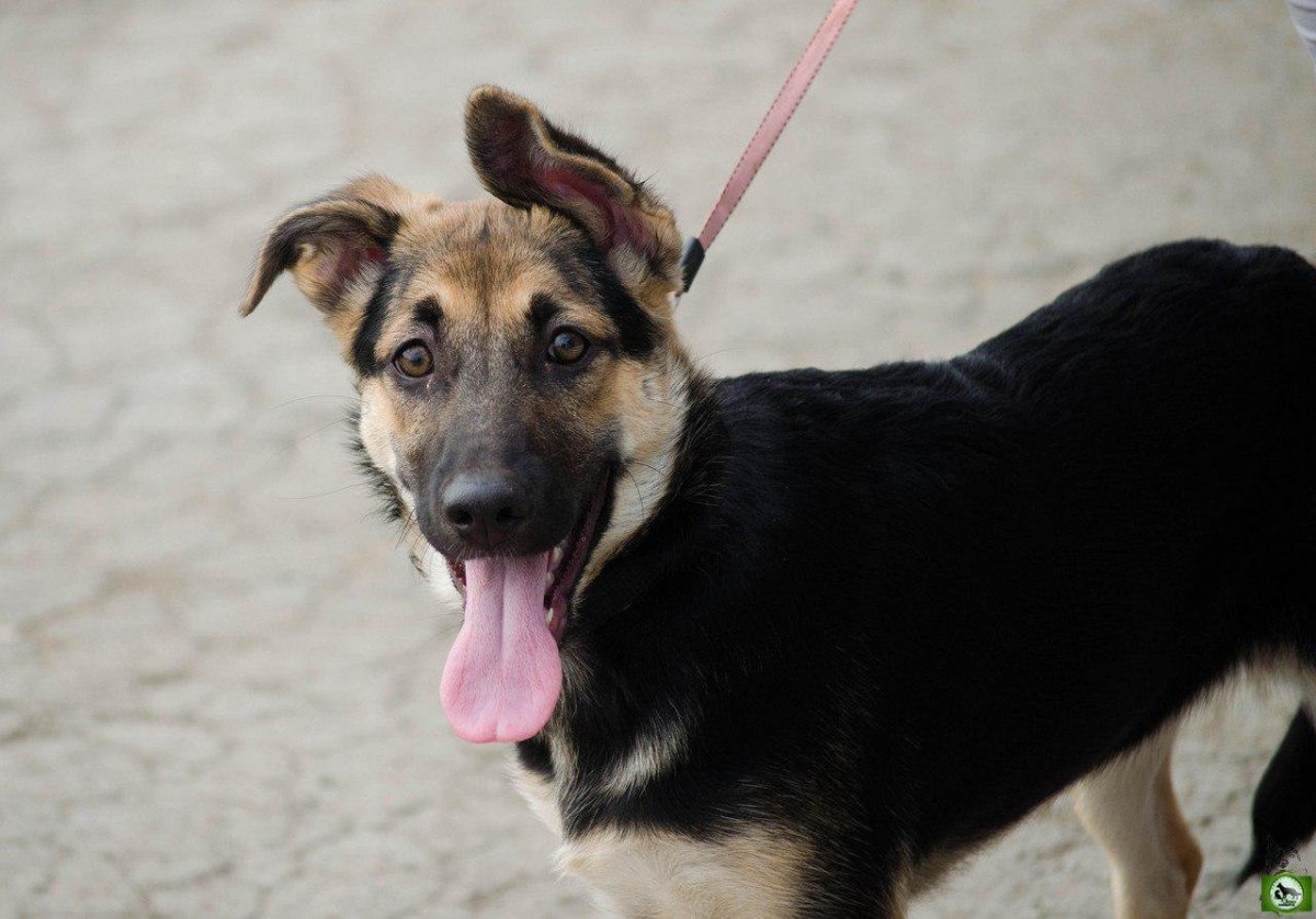 Смесь немецкой овчарки и дворняги