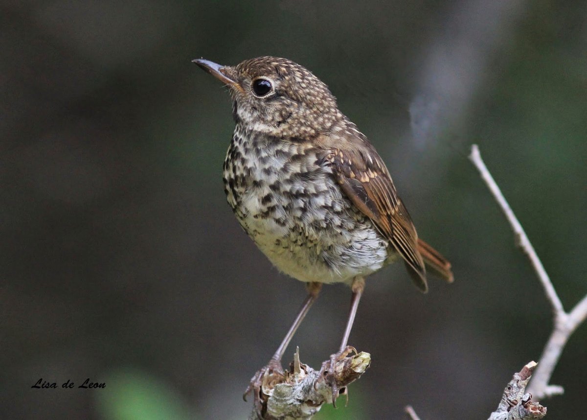 Серая горихвостка