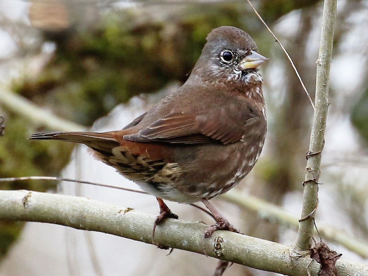 Маленькая серая птичка с коричневым хвостом