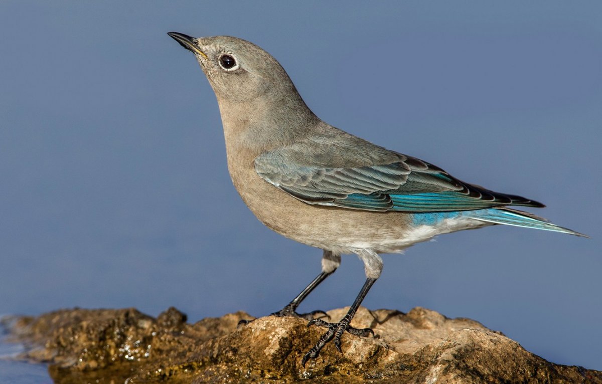 Птица с коричневым оперением