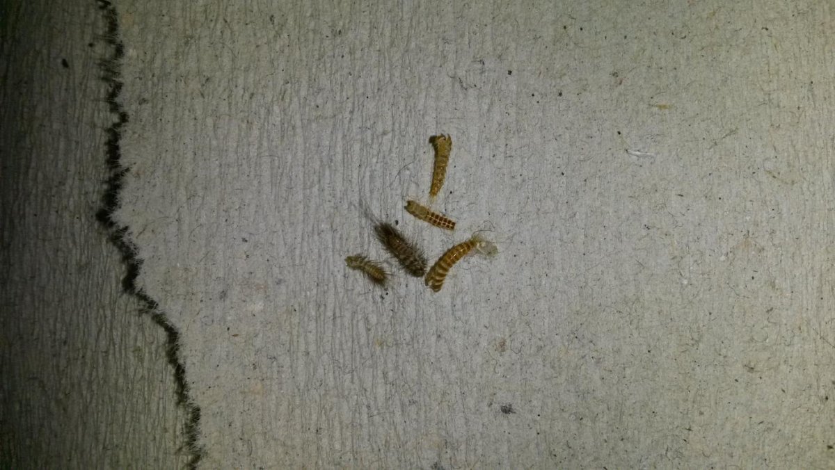 Серебрянка жучок