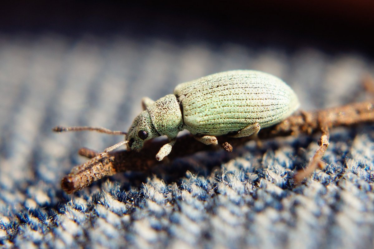 Жук лучшие фото высокого разрешения 1920х1080