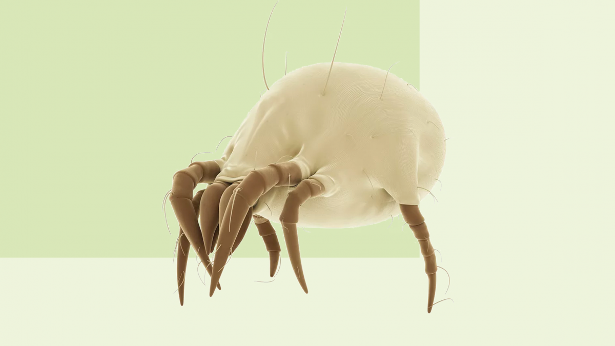 Жук кожеед экскременты