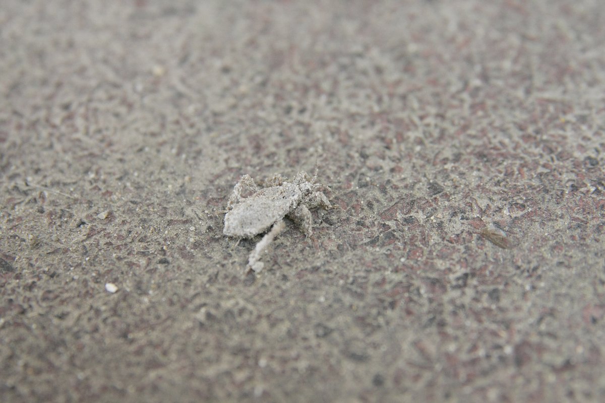 Насекомые Минимализм