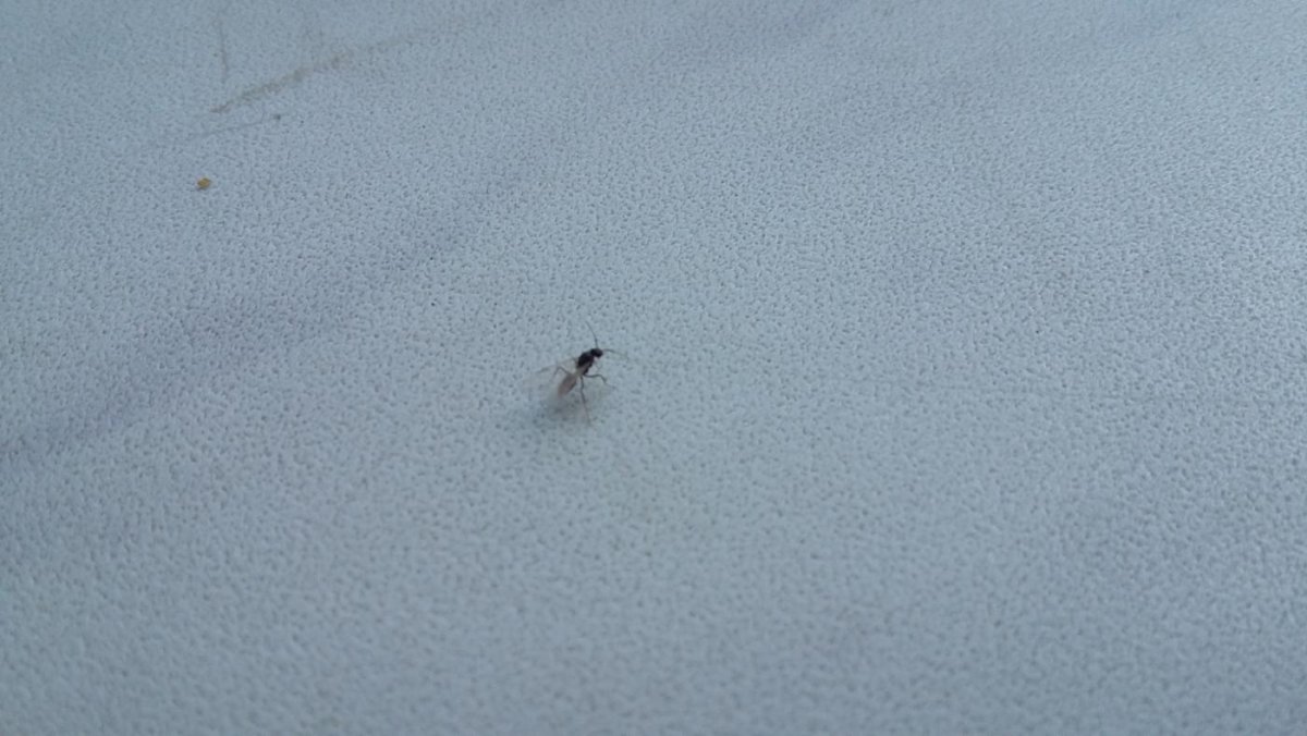 Маленькие черные жучки в ванной