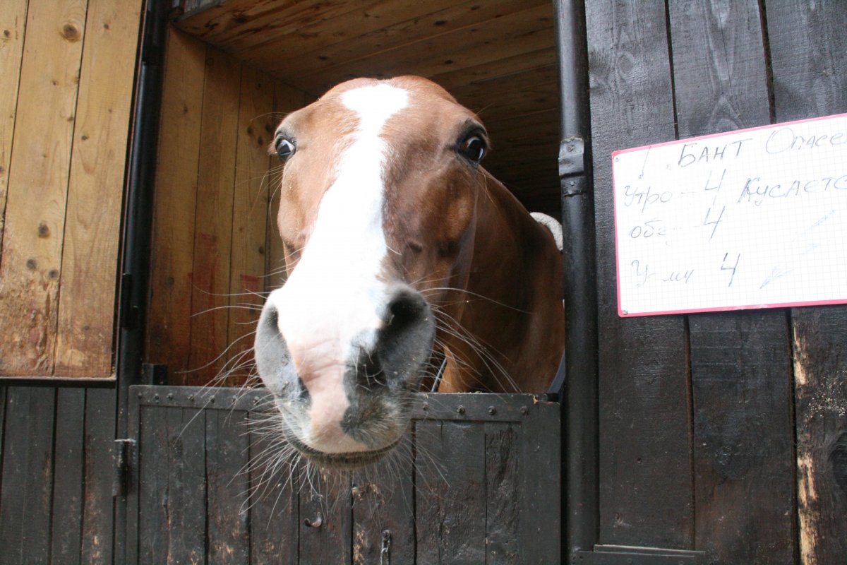 Лошадь наклонила голову
