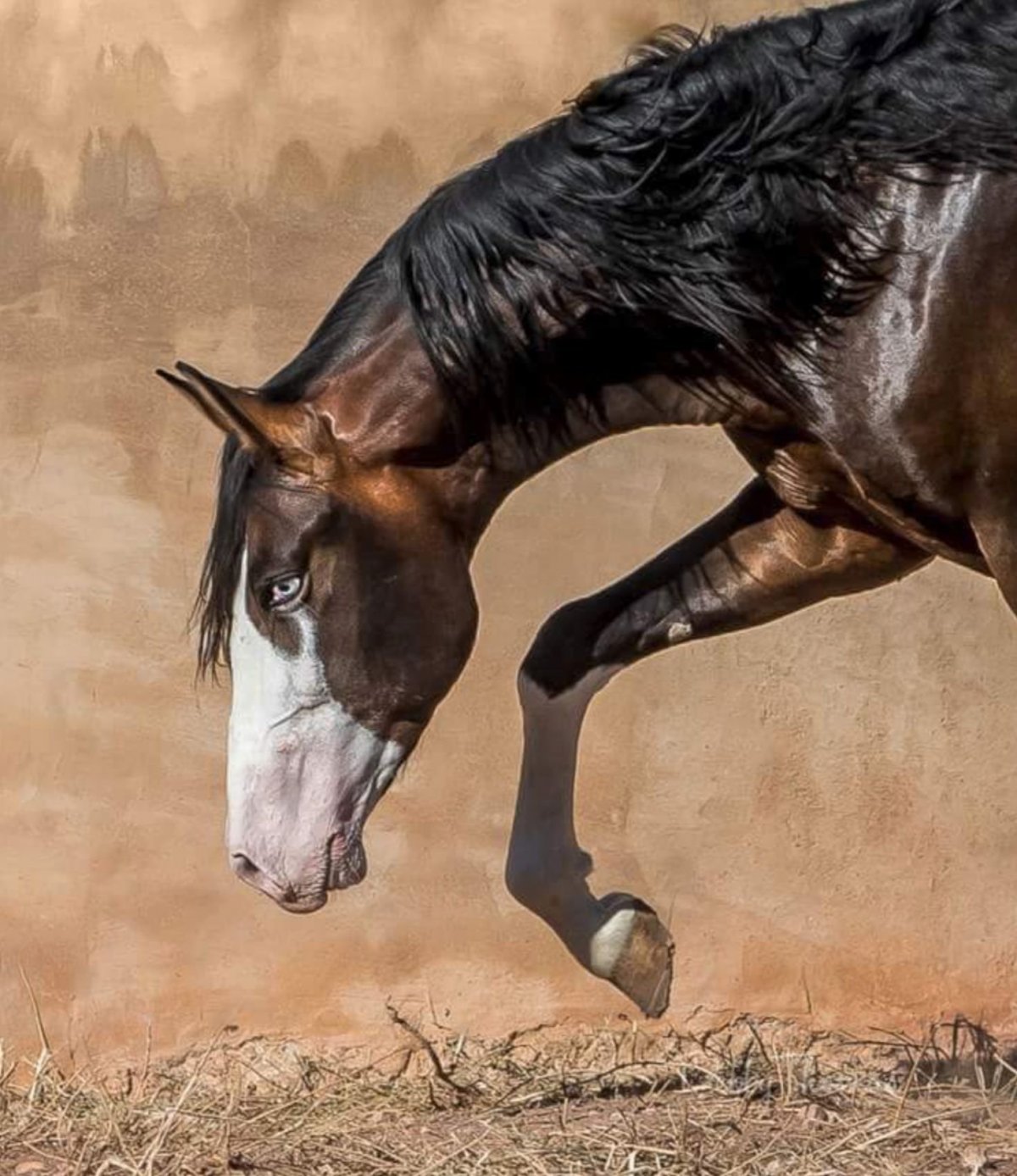Агрессивная лошадь