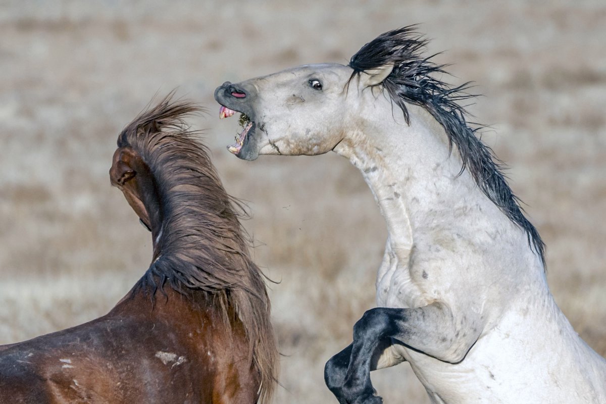 Ломовая лошадь порода