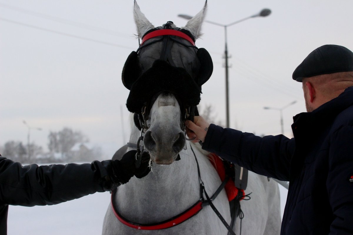 Лошадь анфас