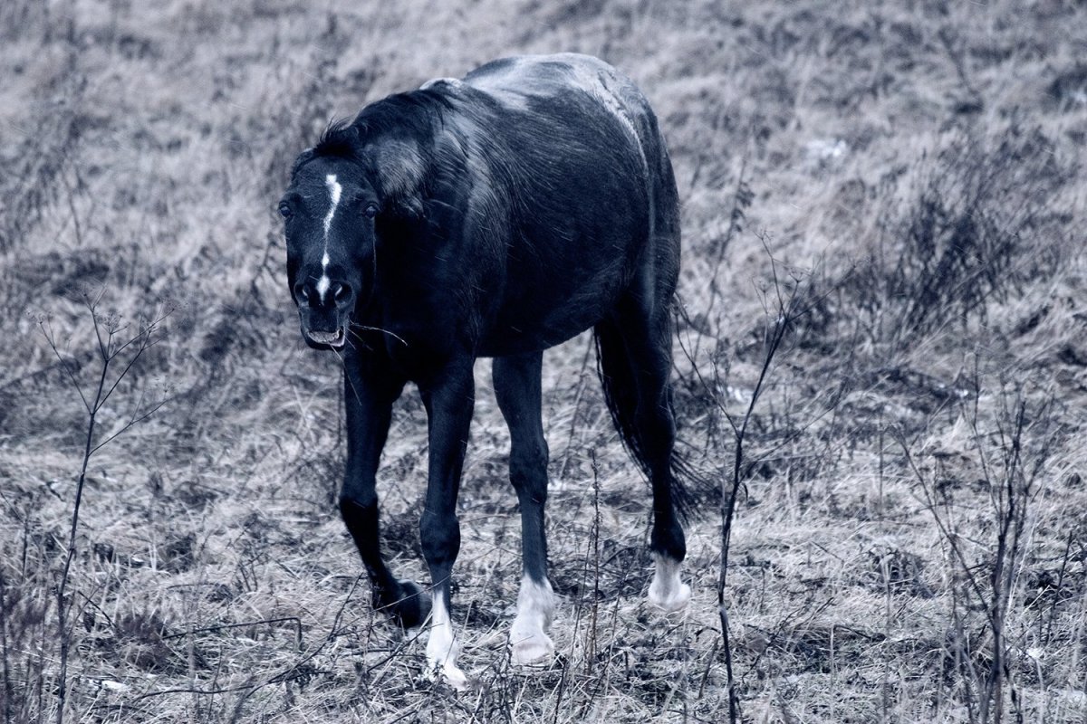 Уздечка златогривки