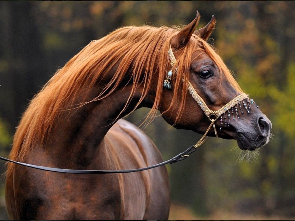 Агрессивная лошадь