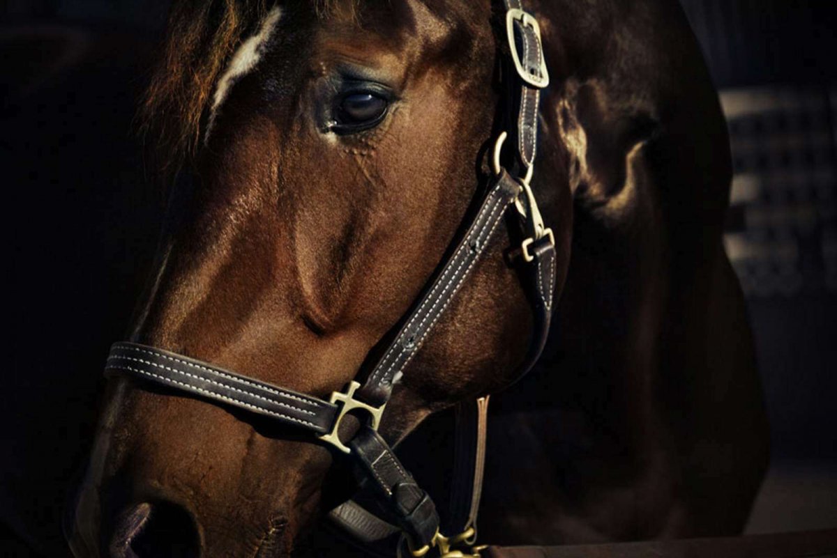 Дарья о лошадях