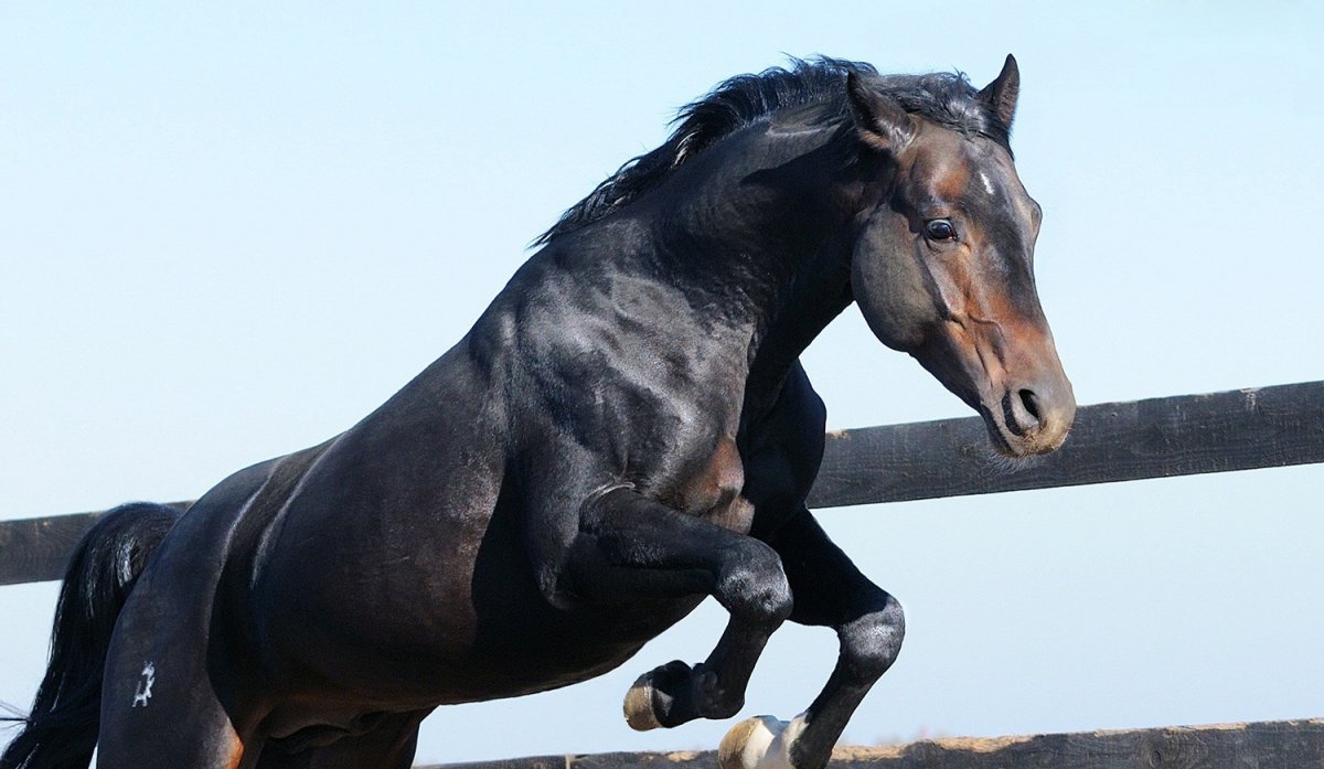 Агрессивный конь