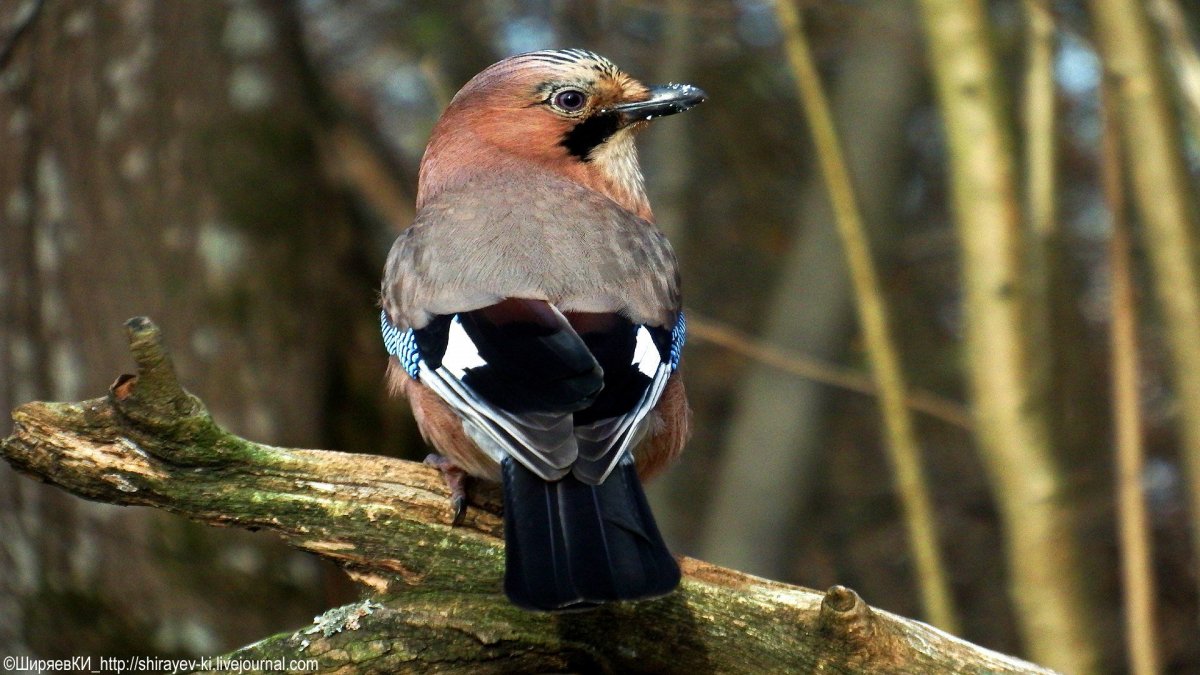 Клёст, свиристель,Дрозд