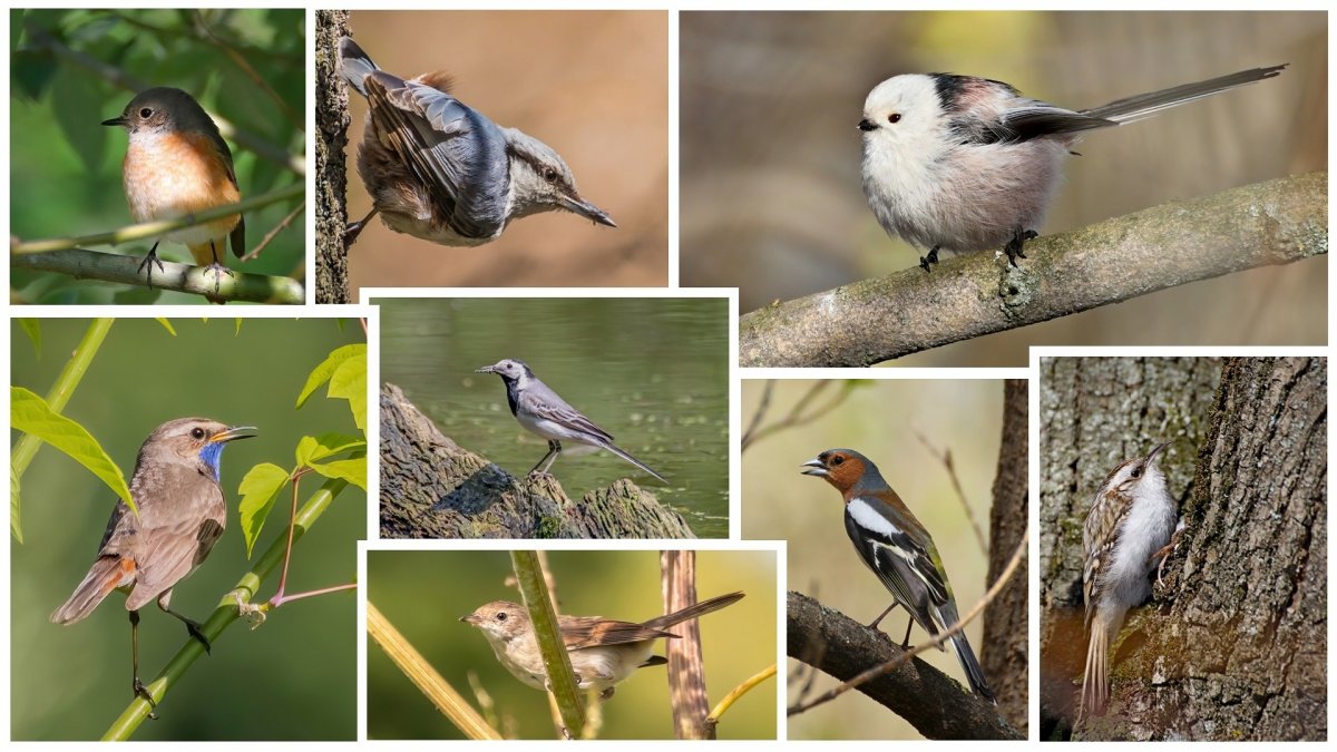 Певчие птицы Зяблик
