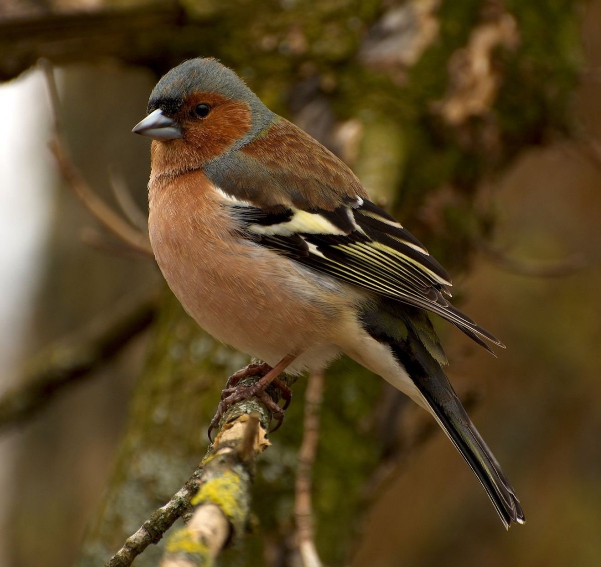 Зимующие птицы Сойка