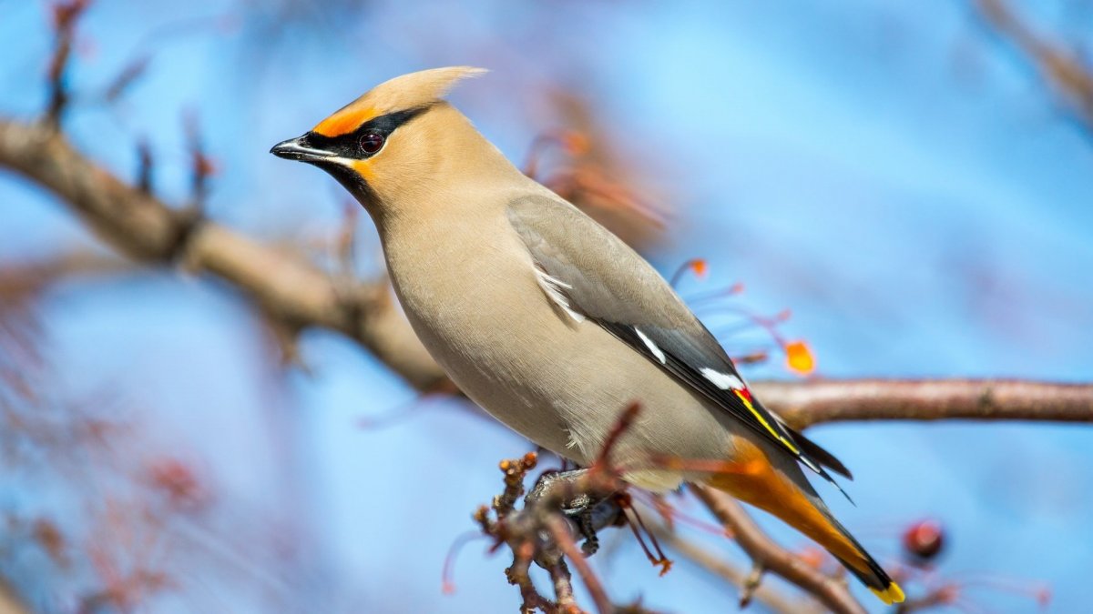 Птицы Сибири рябинник