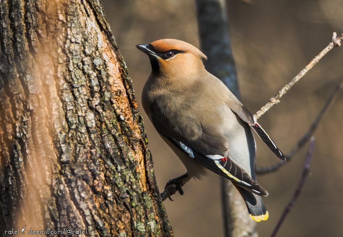 Сойка пересмешница птица