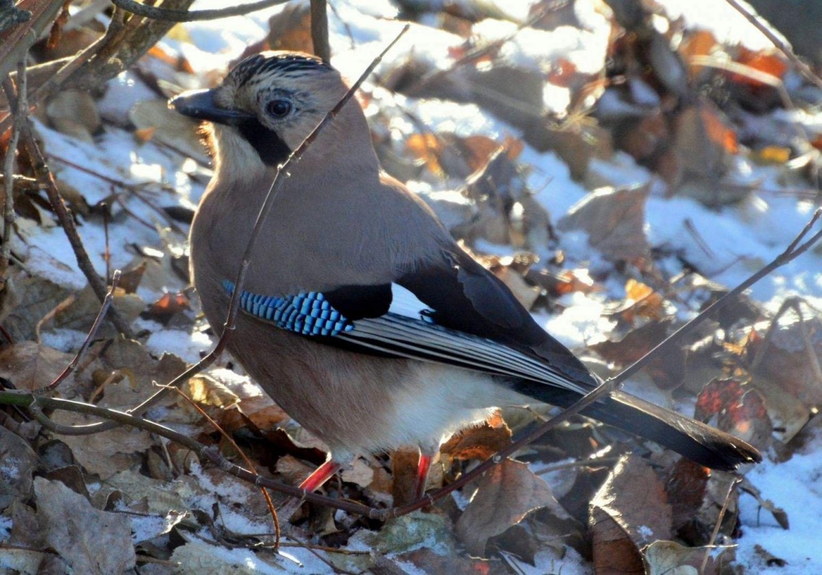 Лесные птицы Ленинградской области