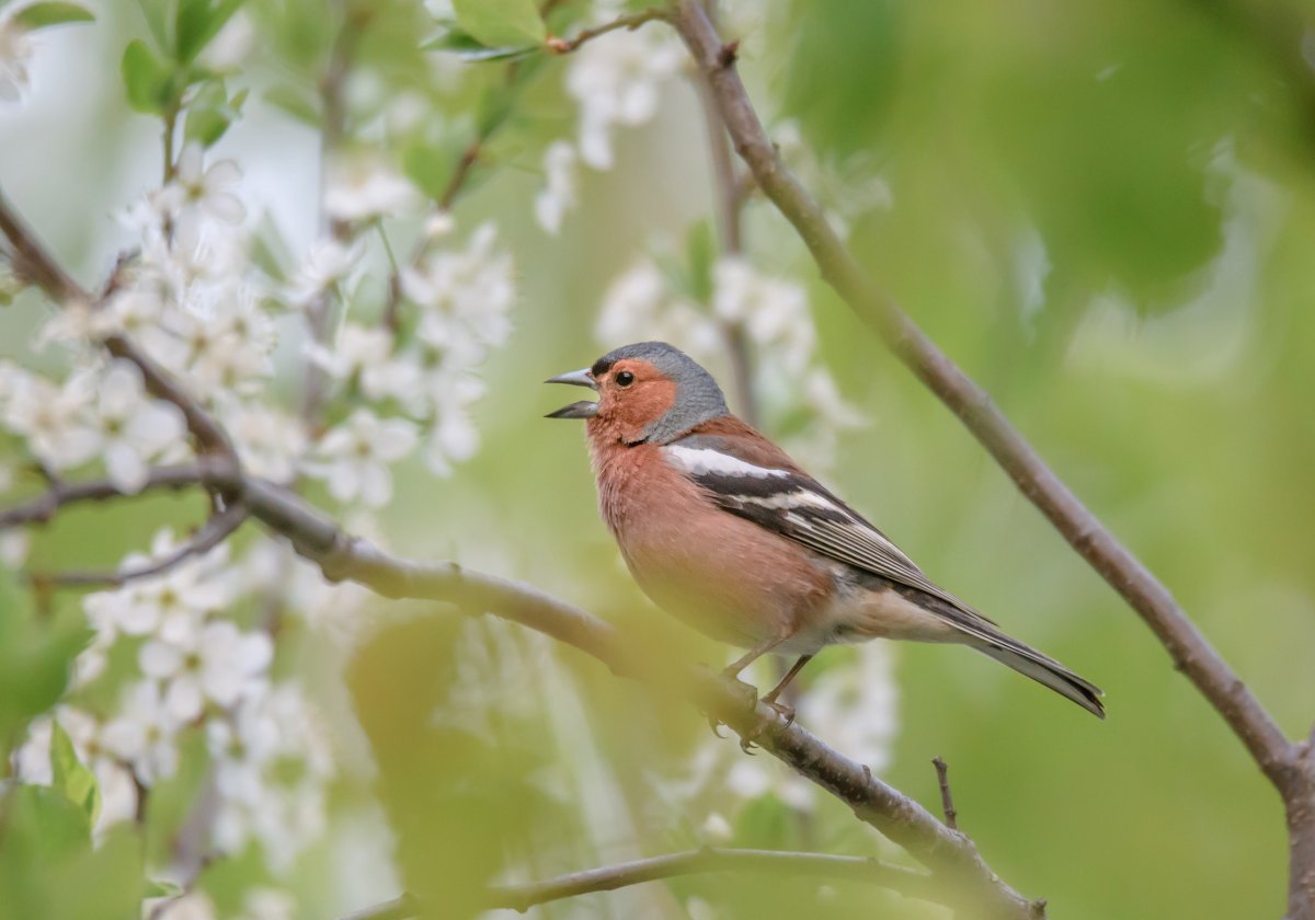 Весенние птицы Зяблик