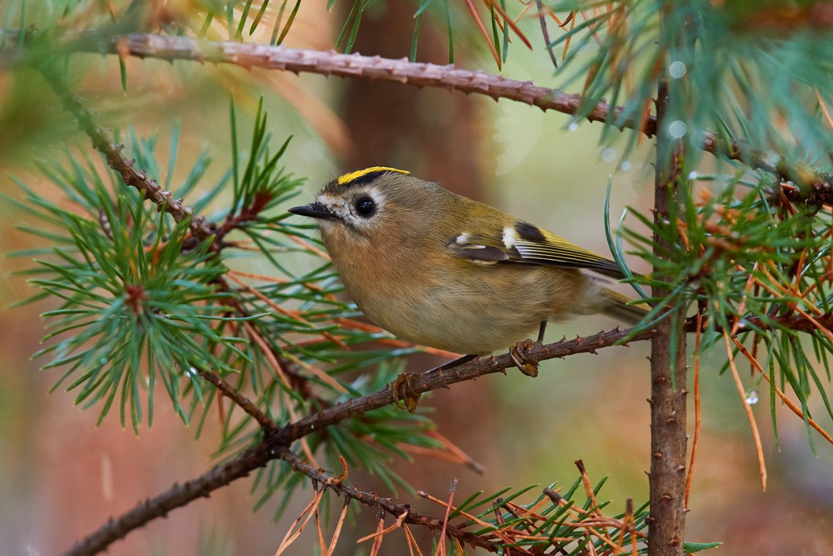 Богемский свиристель