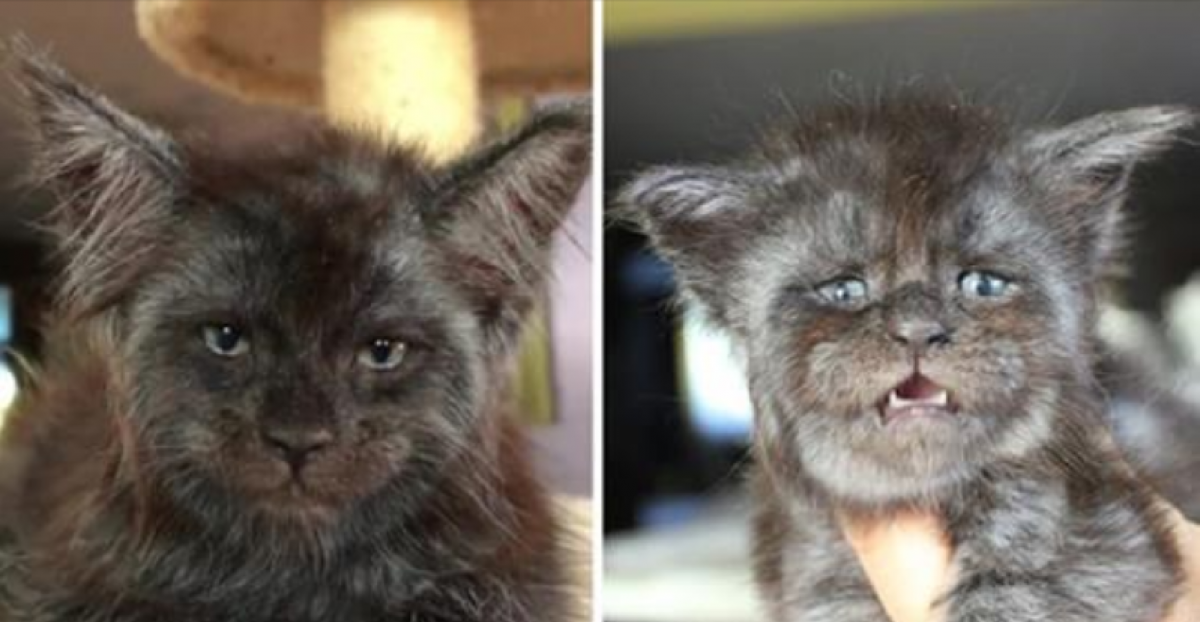 Татьяна Расторгуева Мейн кун