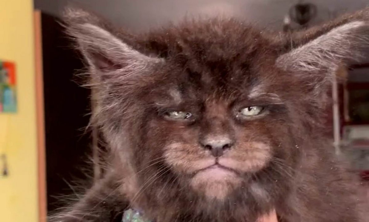 Серый Мейн кун с человеческим лицом