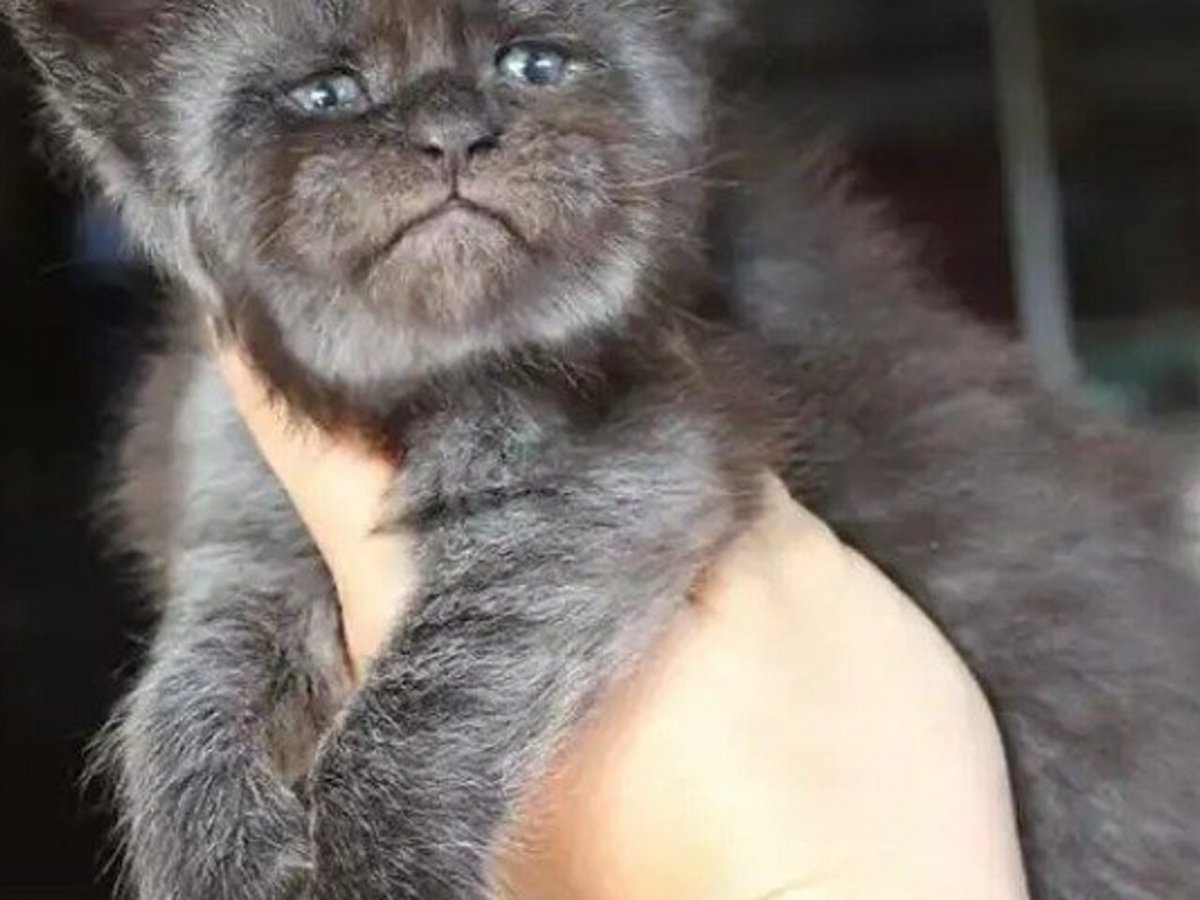 Порода Мейн кун Валькирия