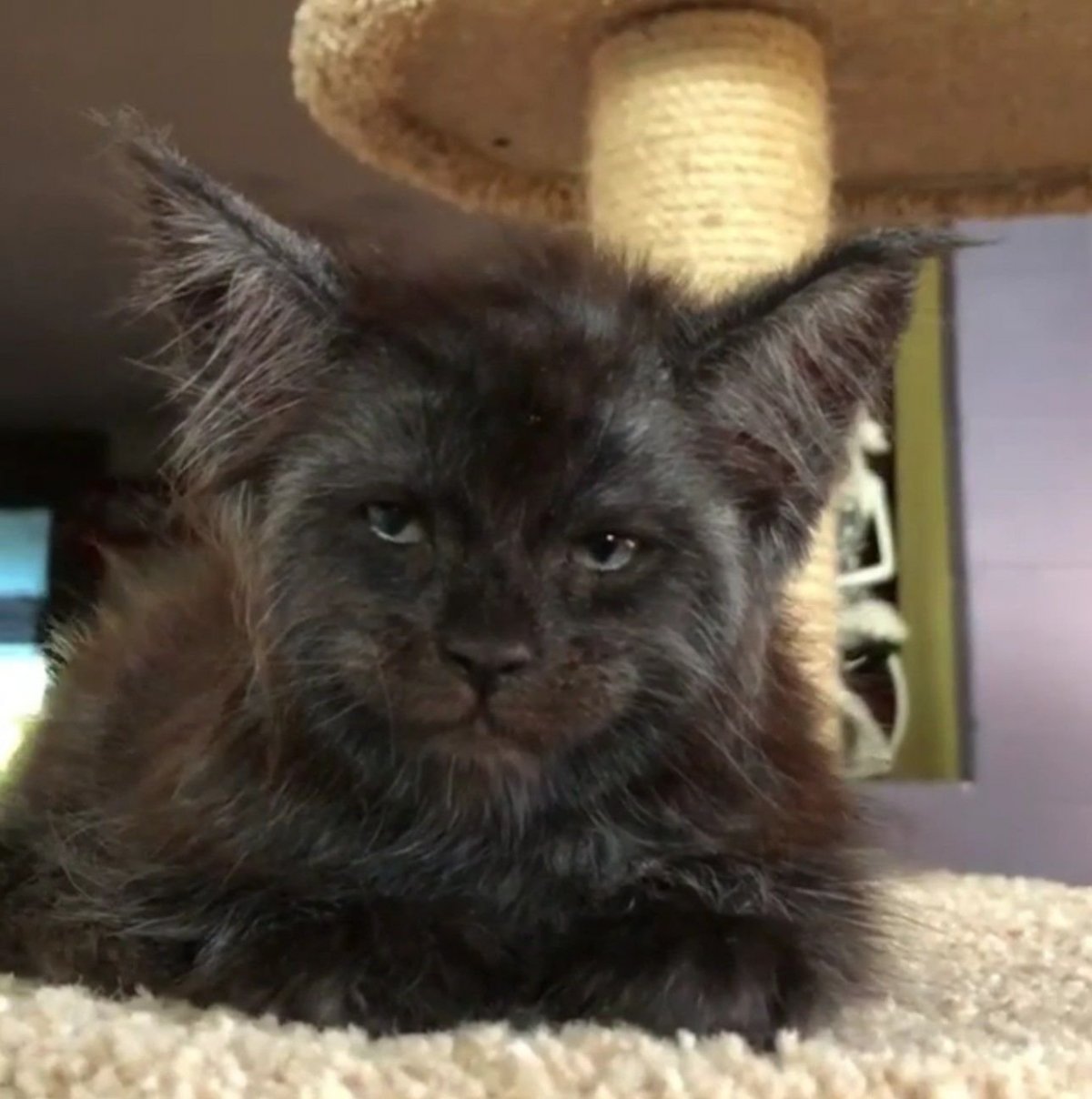 Кот Мейн кун Валькирия