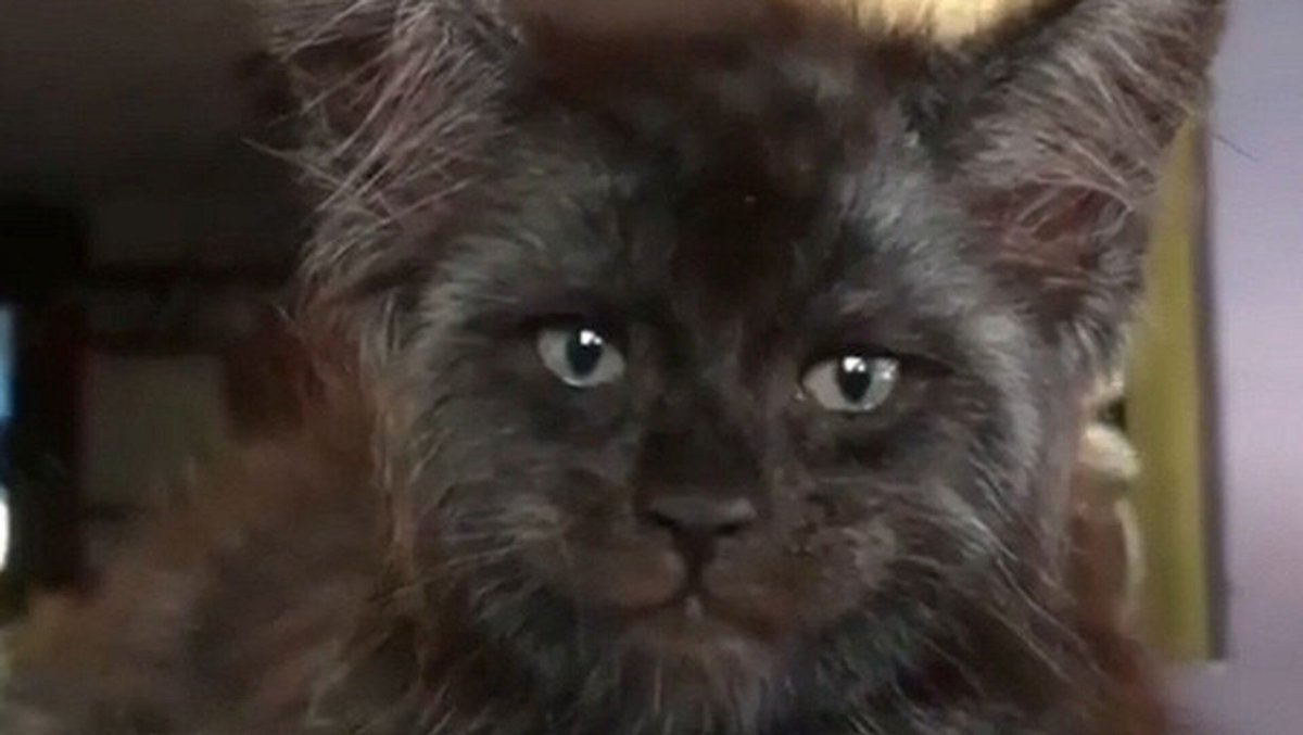 Котята оборотни Мейн кун