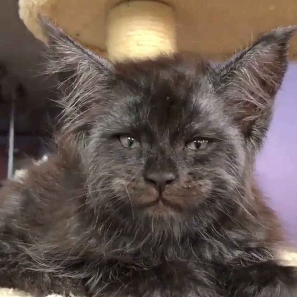 Кот Мейн кун Валькирия