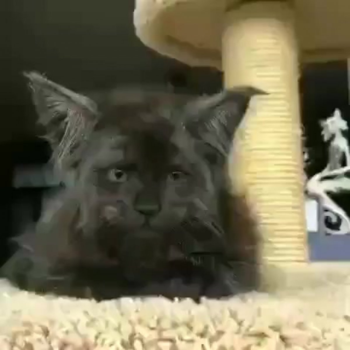 Мейн кун и Рон Перельман