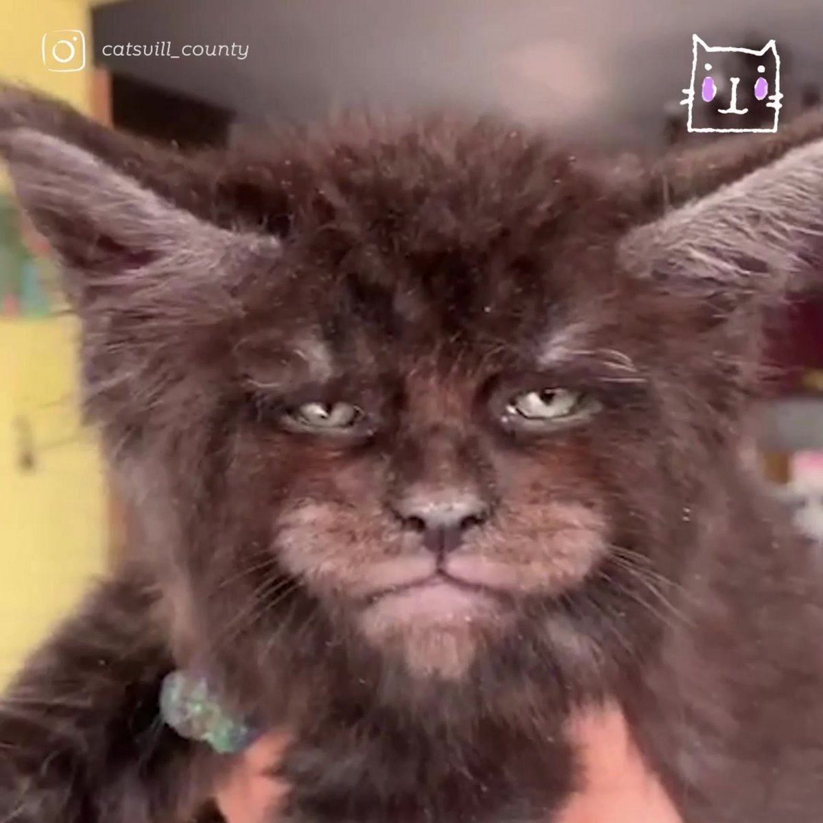 Мейн кун с человеческими глазами