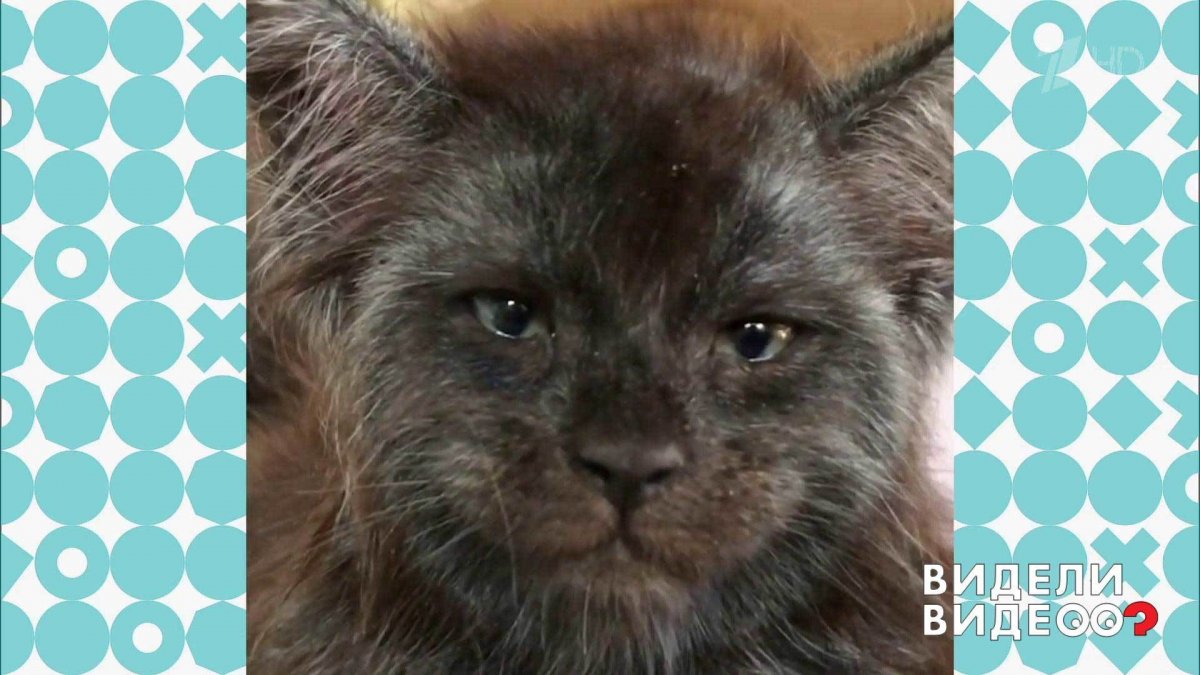 Кот Мейн кун с человеческим лицом