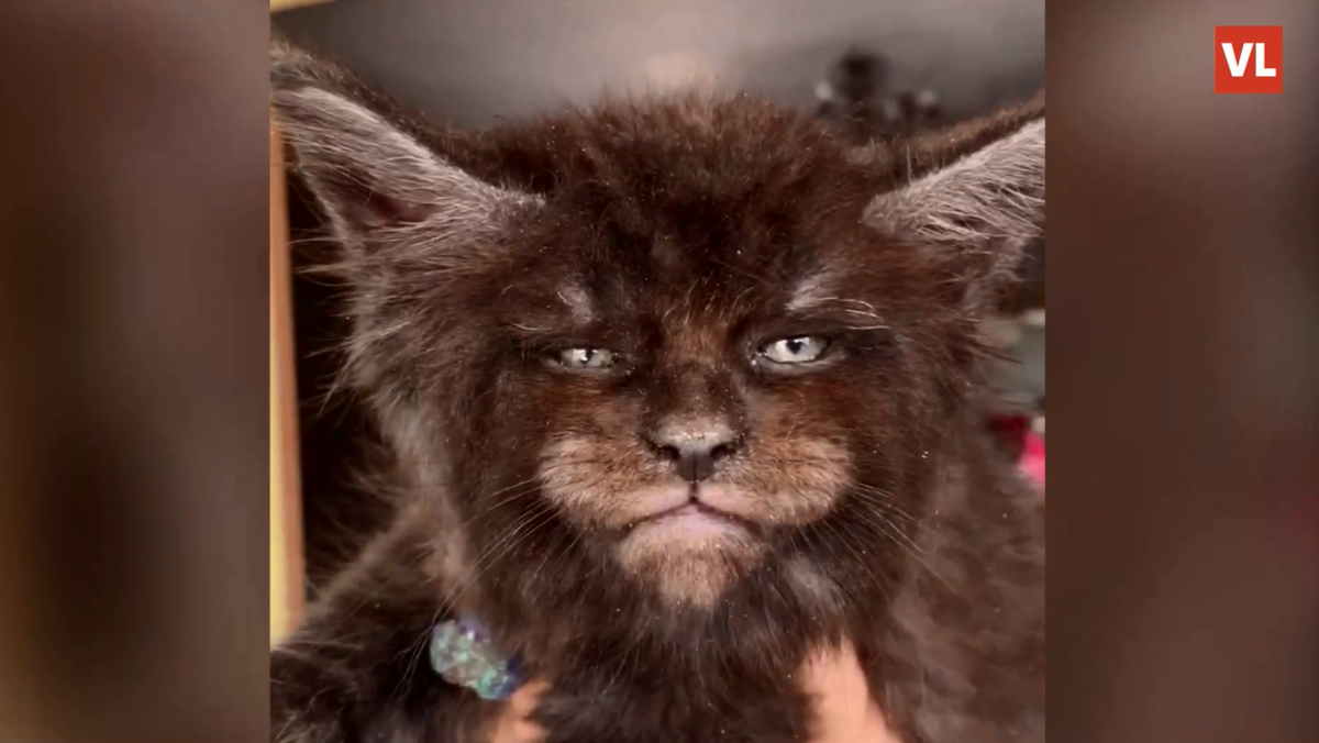 Мейн кун с человеческим лицом