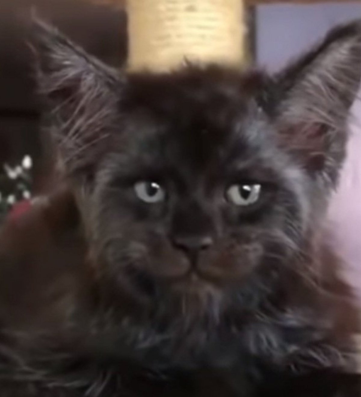 Валькирия кот с человеческим лицом