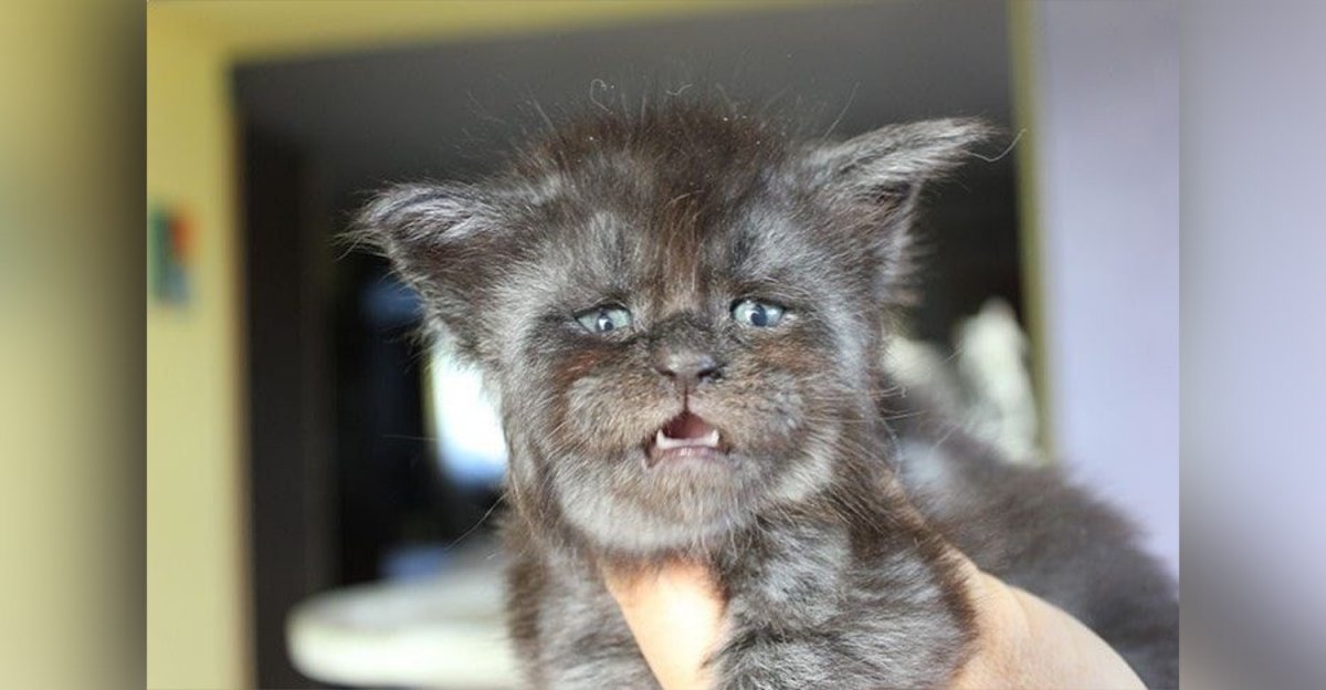 Мейн кун Валькирия с человеческим