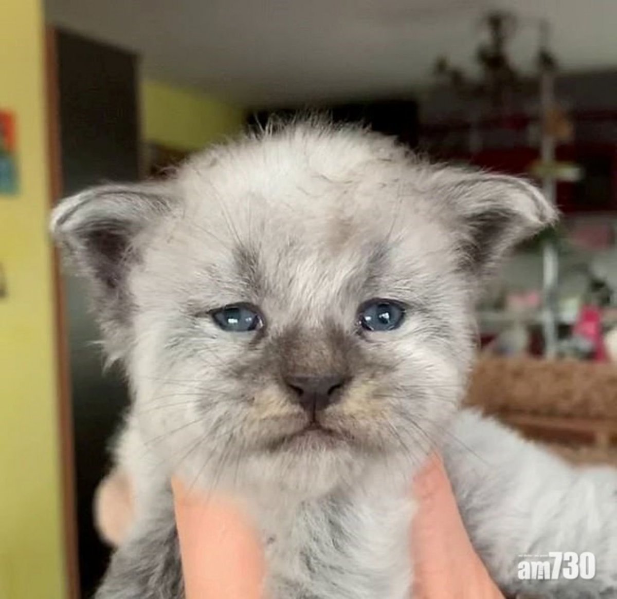 Самые страшные породы котов