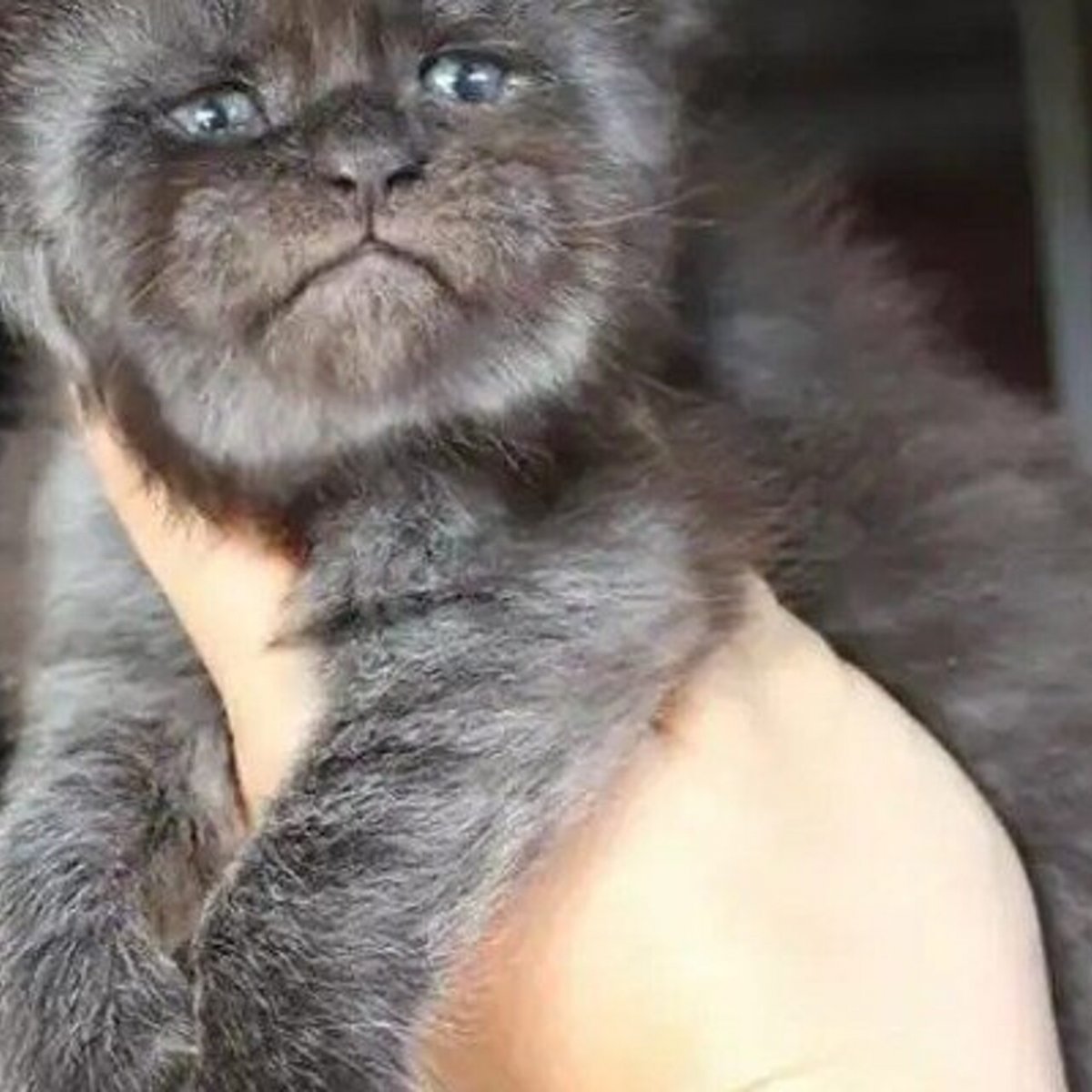 Мейн кун и актер Рон Перлман