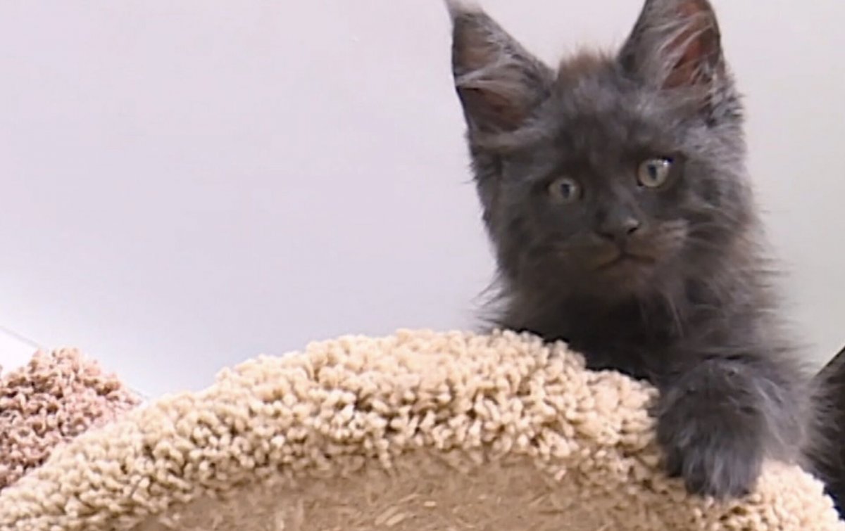 Мейн кун с лицом человека