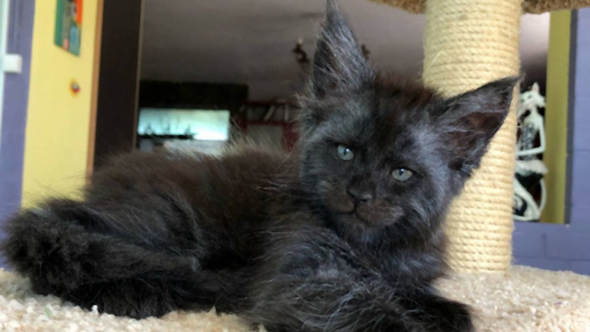 Кот похожий на человека глаза