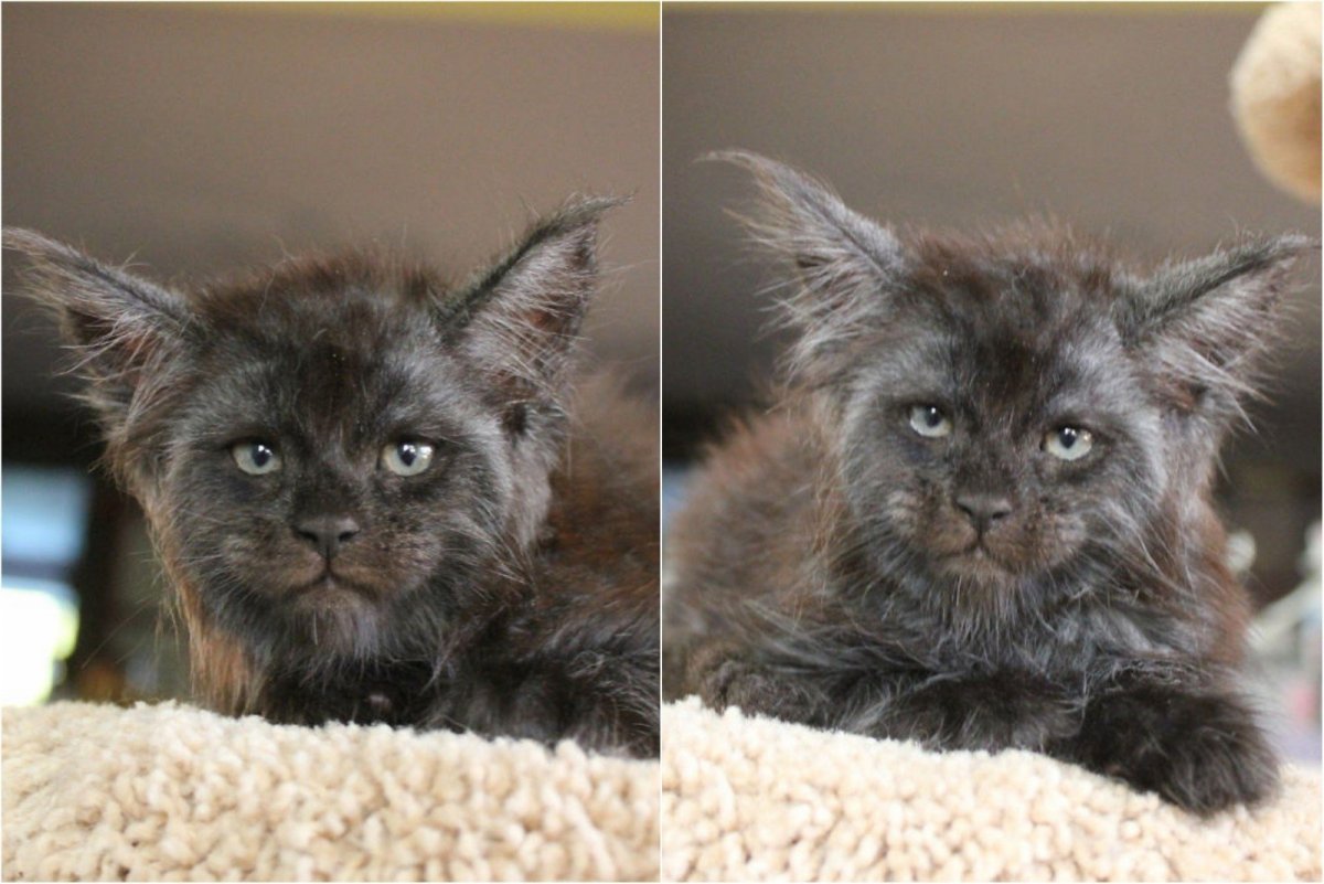 Котенок Мейн кун Валькирия