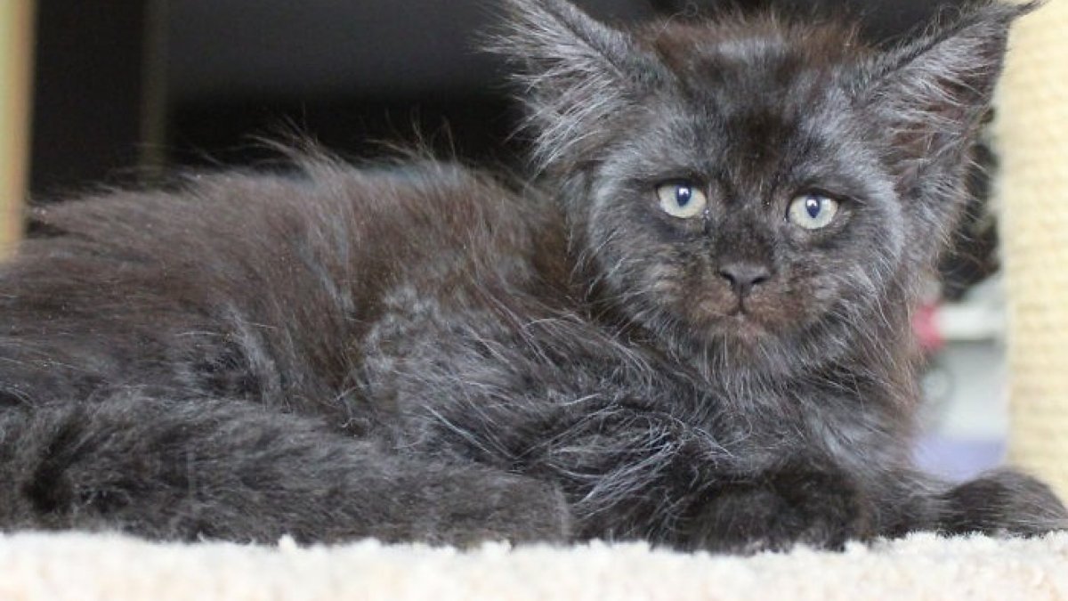 Кот с человеческим лицом