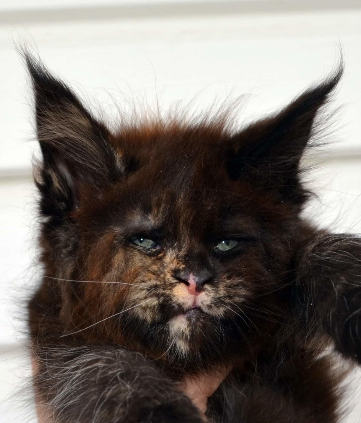 Кошка с человеческим лицом